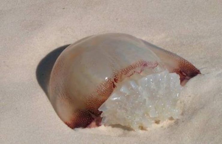medusa spiaggiata evento