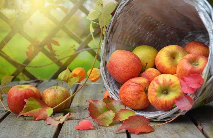 cesta mele foglie