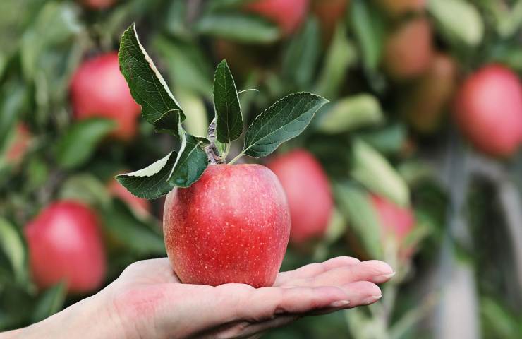 mela: dal seme al frutto 