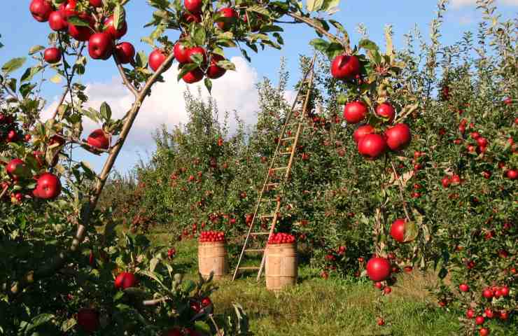 rame agricoltura frutteto