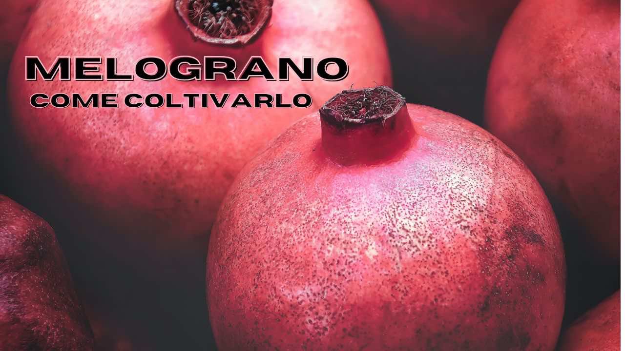 melograno come coltivarlo