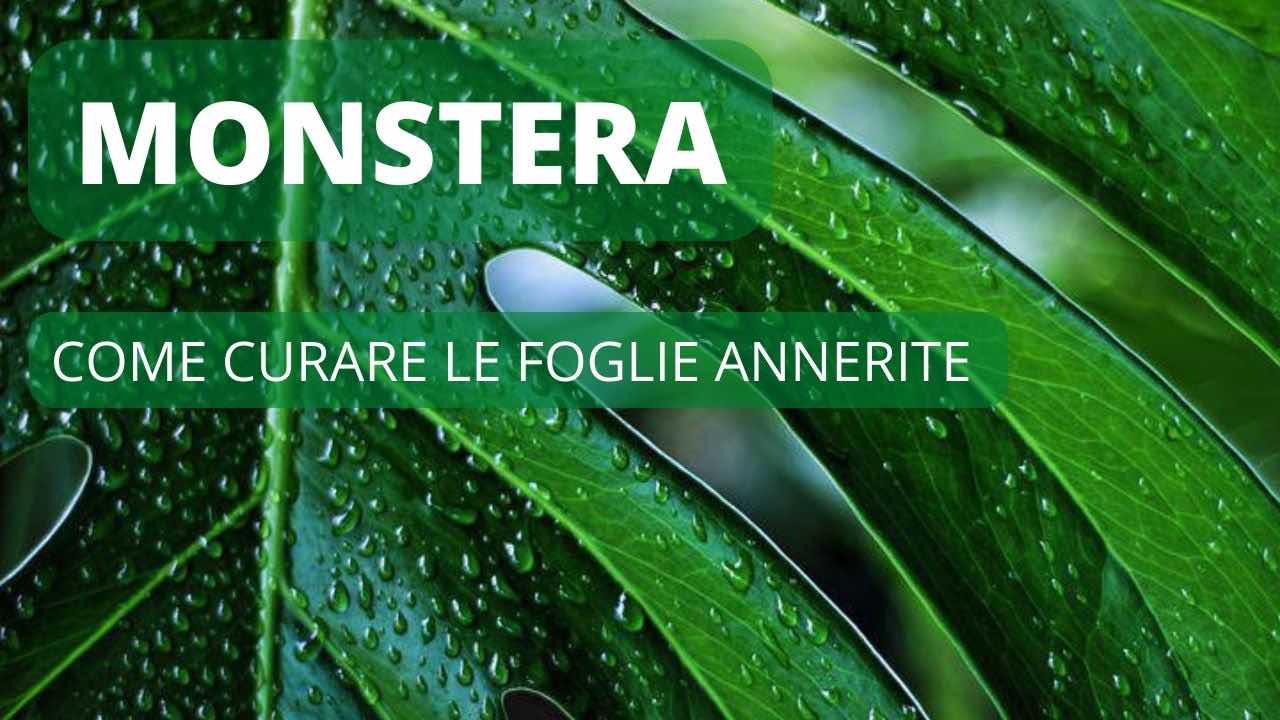 mostra foglie annerite cause