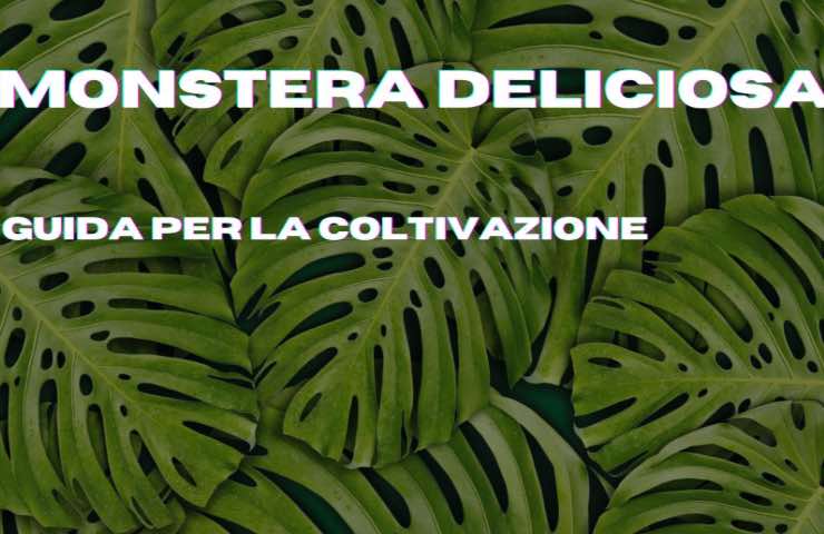 monstera deliciosa consigli