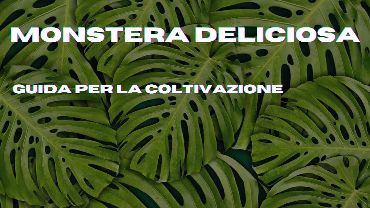 monstera consigli coltivazione