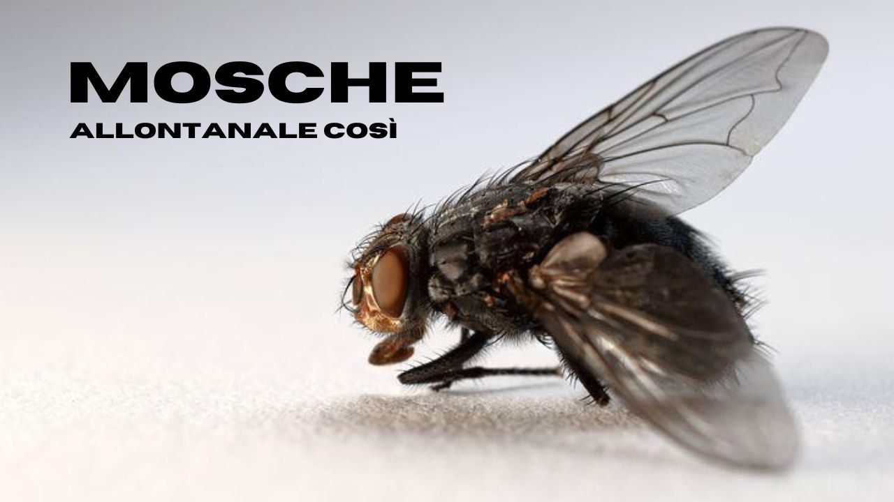 Le mosche spariranno in pochi minuti con questi 2 trucchetti infallibili