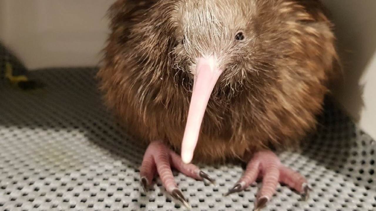 animale kiwi
