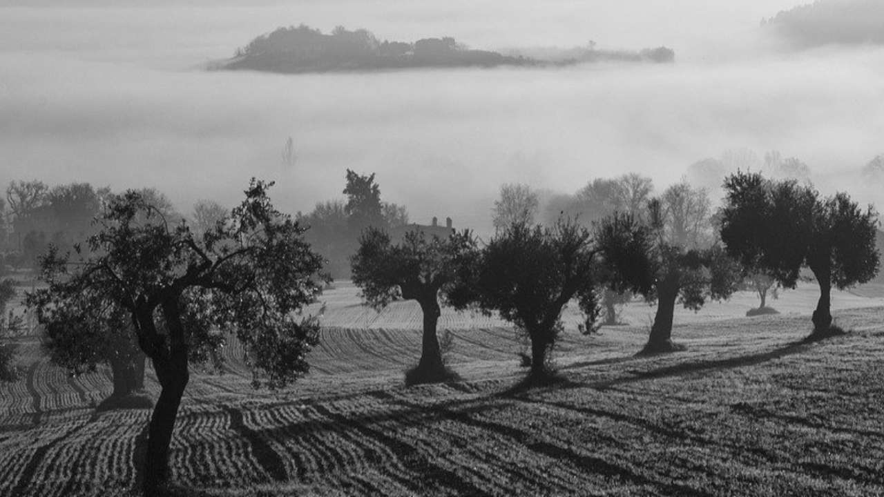 Concimazione olivi collina