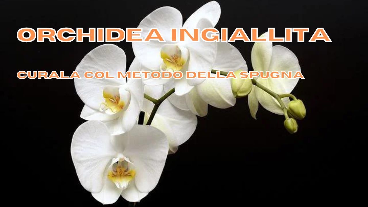 orchidea ingiallita rimedi