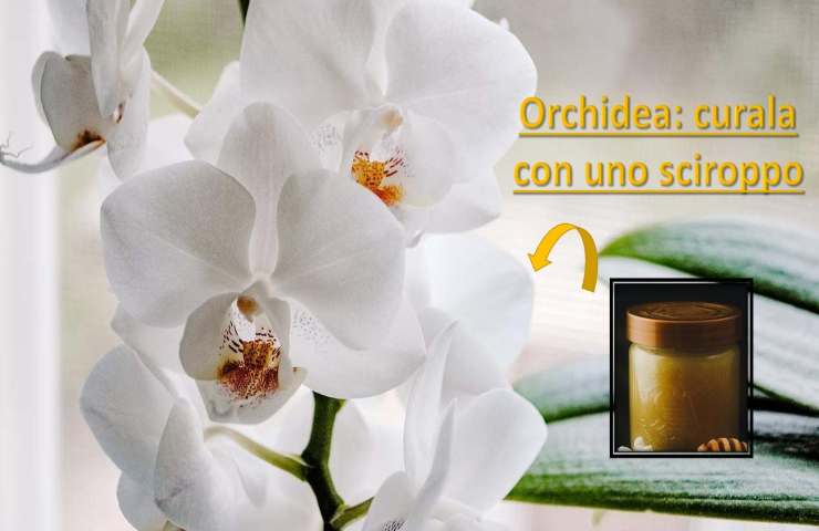 orchidea cura sciroppo modalità 