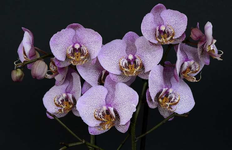 Orchidea lilla salute