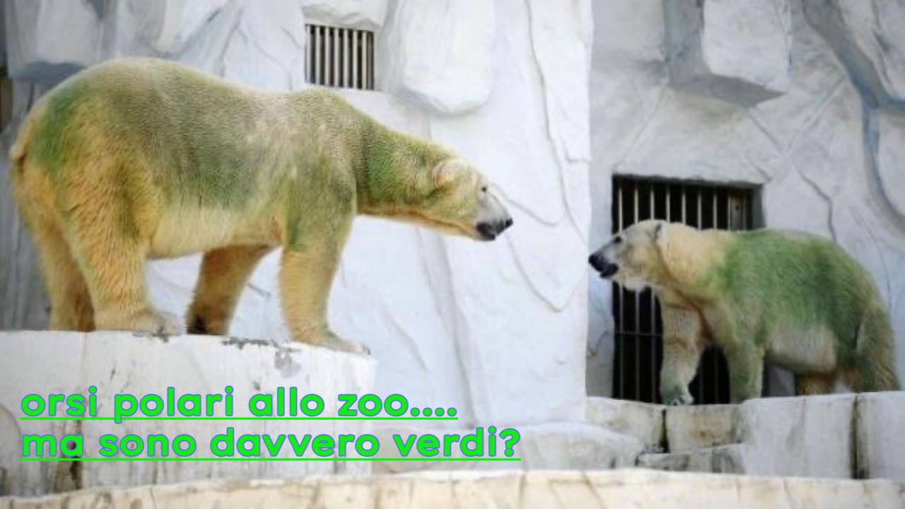 orsi polari verdi zoo