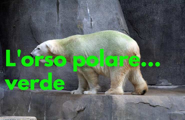 orso polare peli trasparenti