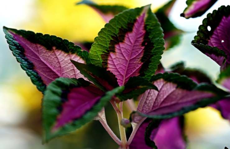 coleus coltivazione acqua successo