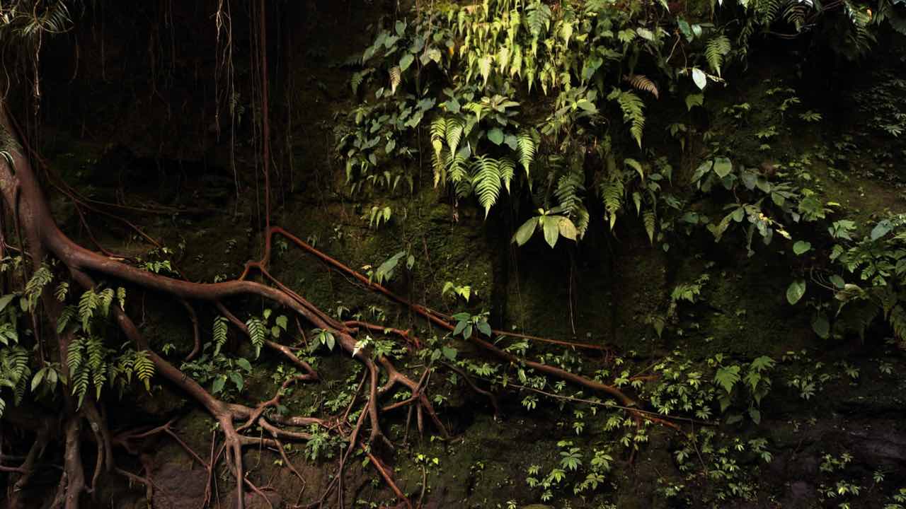 piante regole confini