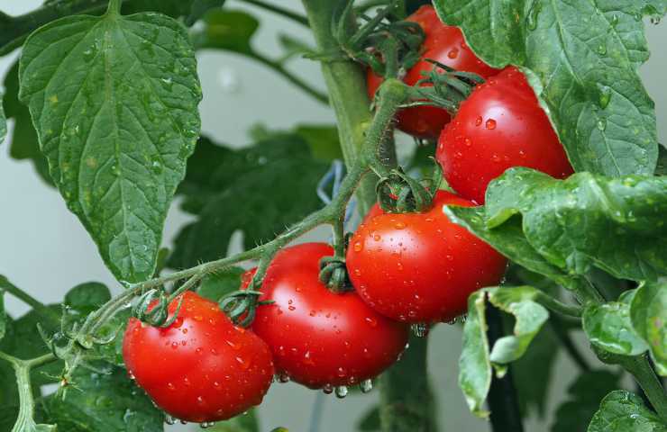 coltivare pomodori grappolo