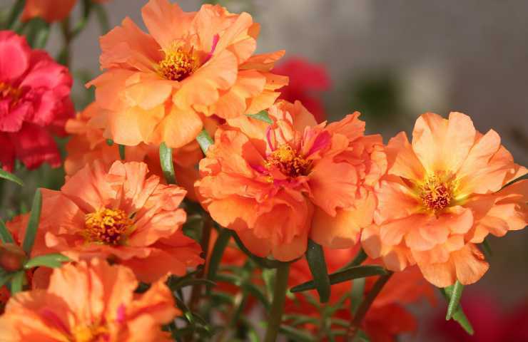 fiore portulaca color arancio