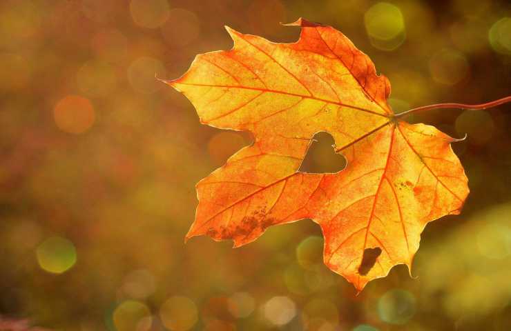 profumare casa autunno foglia