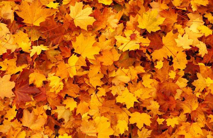 profumare casa autunno foglie