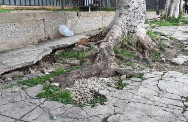 radici alberi danni condominio legge