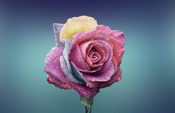 Nutrire piante rosa
