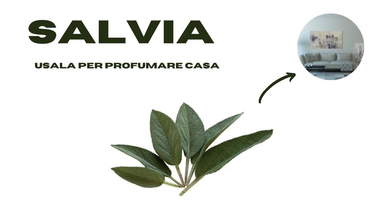 salvia profuma tutta casa