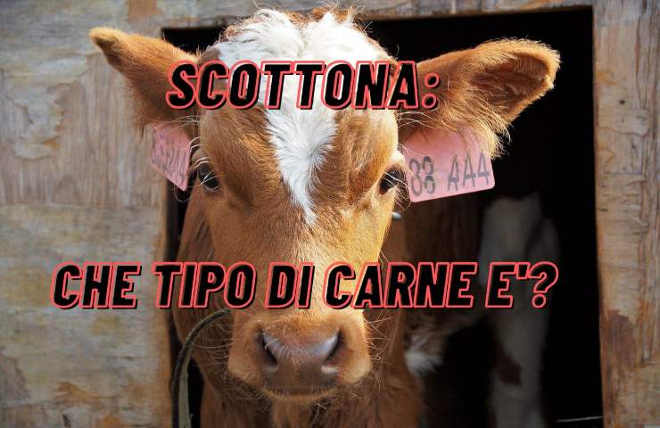 carne scottona bovino