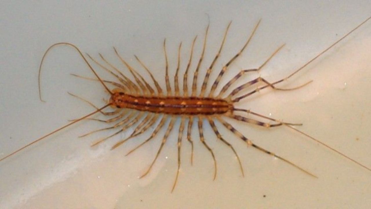 scutigera insettivoro non ucciderla