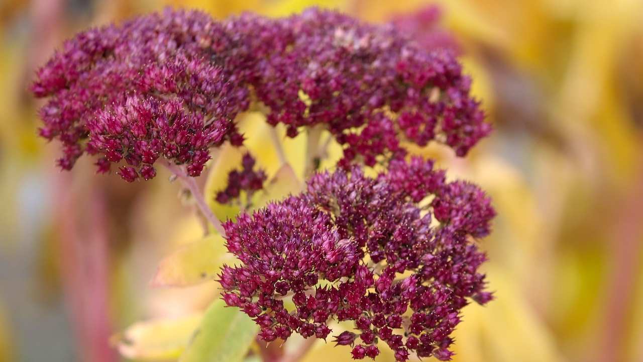 sedum succulenta piantarla quando