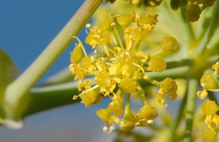 silfio estinto scoperta eccezionale