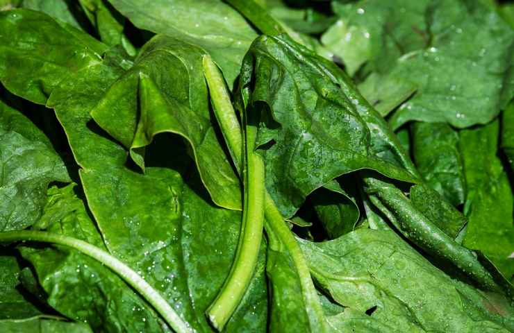 Argenteria pulita spinaci 