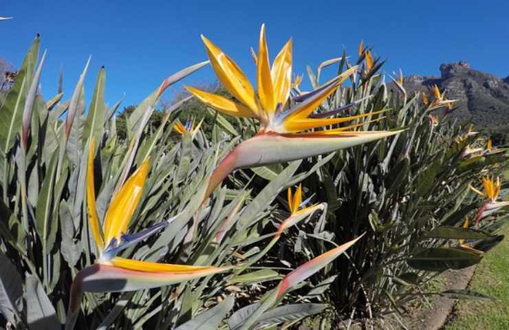 sterlizia segreto fiorire meglio