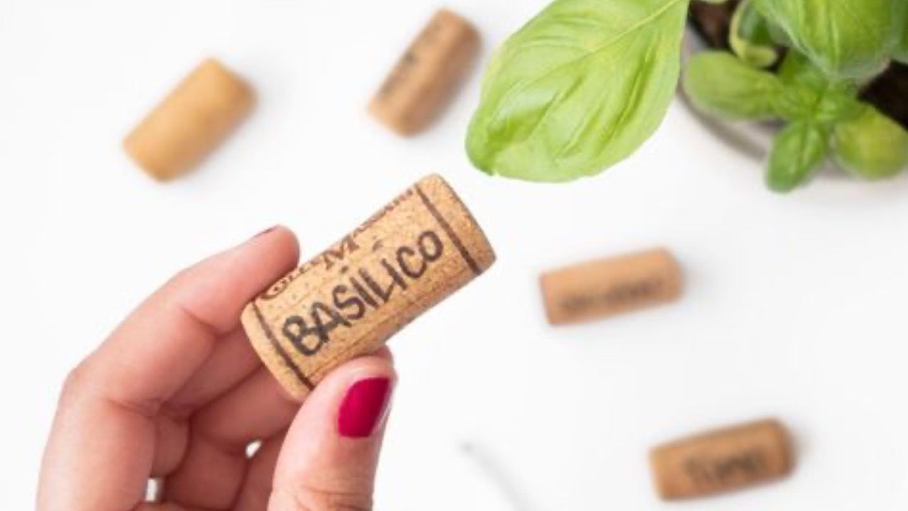 piante sughero frigorifero