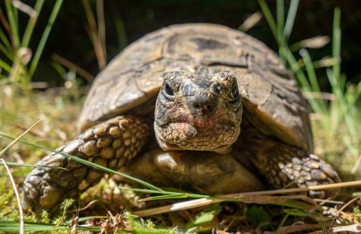 tartaruga specie protetta 