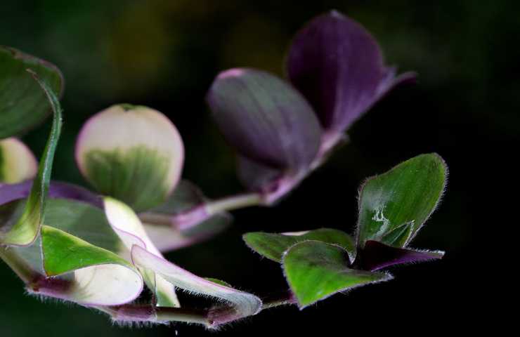tradescantia cura foglie