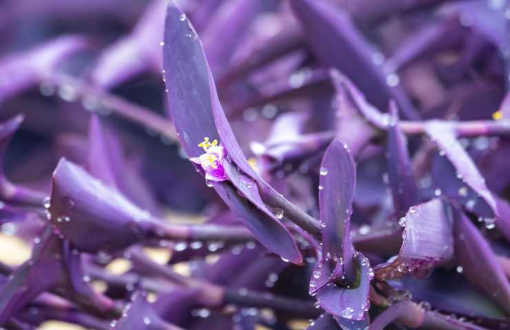 tradescantia cura pianta