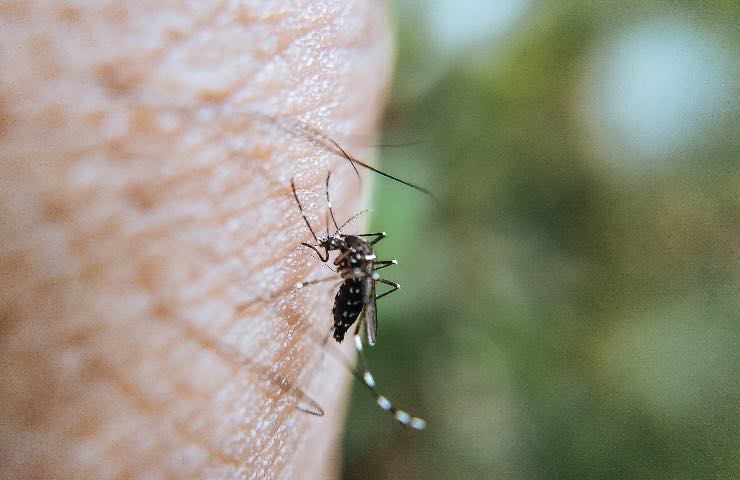 puntura zanzara natale
