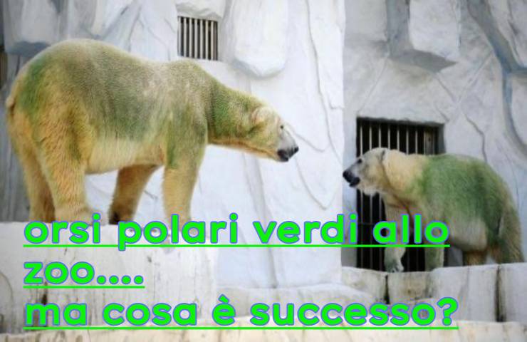 orsi polari verdi strano effetto
