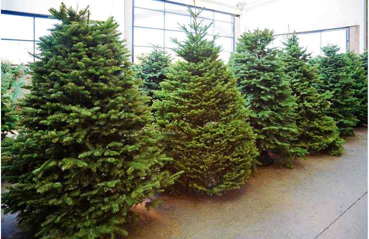 impatto ambientale albero Natale