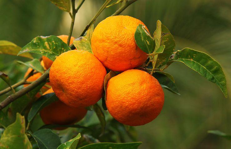 nutrizione piante agrumi calcio