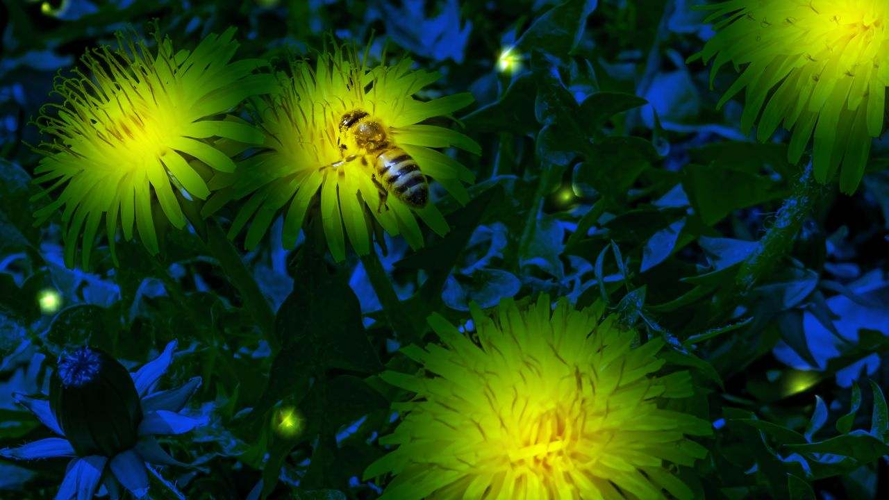 api riescono volare buio