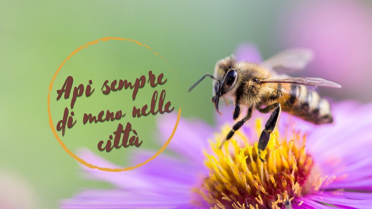 estinzione api causa