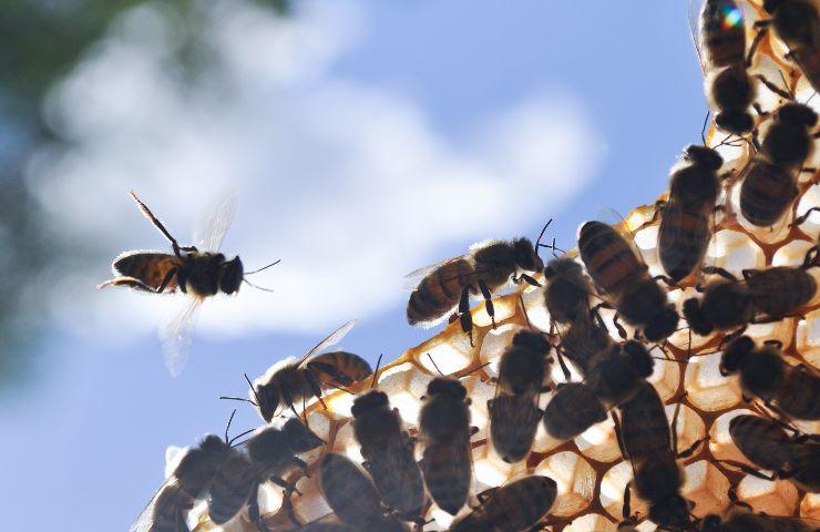 estinzione api conseguenze