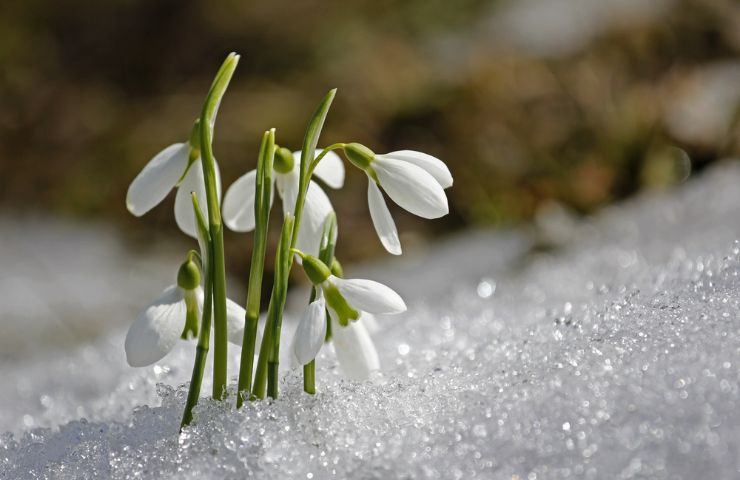 Bucaneve neve montagna inverno