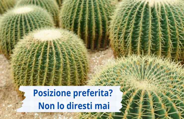 Cactus palla dove sistemarlo 