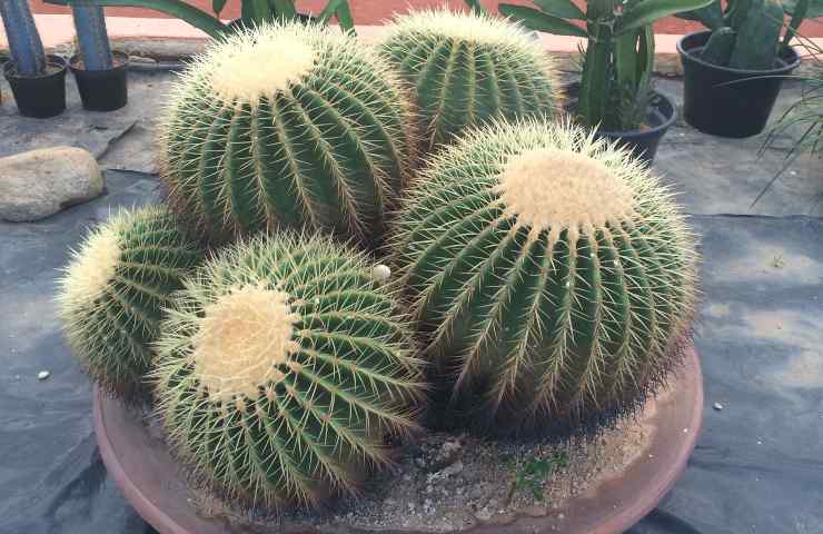 Cactus sferici vaso posizione 