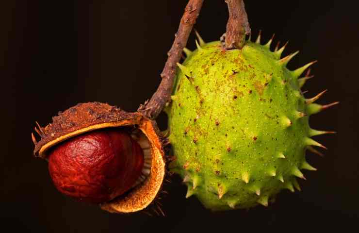 Castagne bollite ricetta