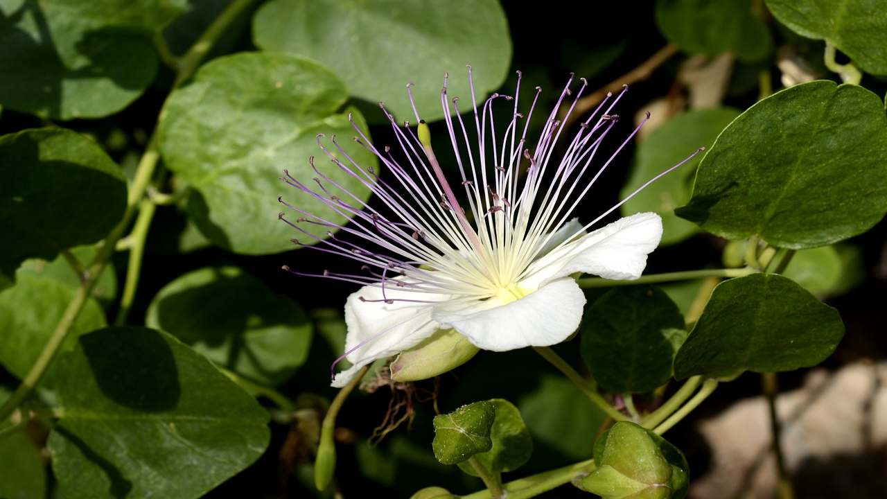 ricetta cucinare foglie capperi