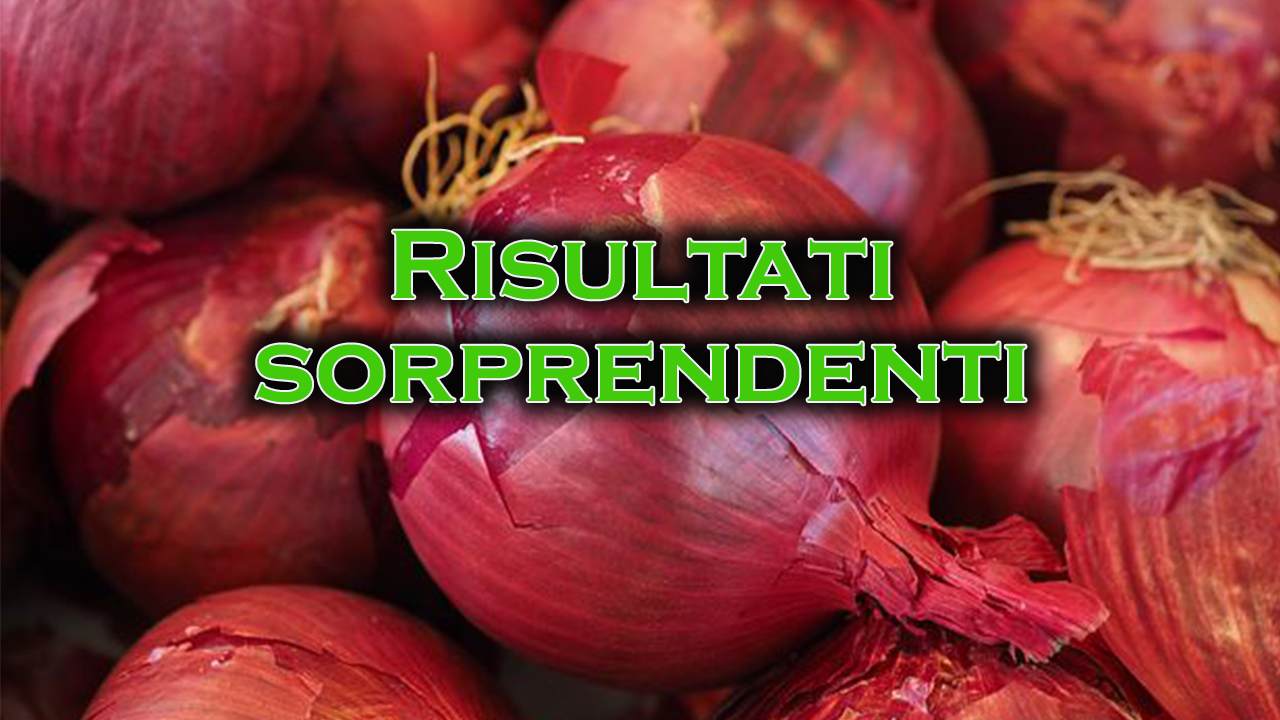 preparare fertilizzante da bucce di cipolla