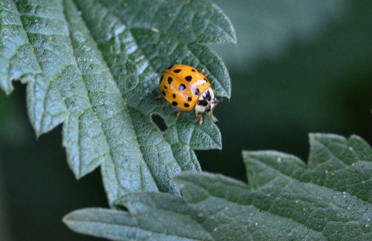 puntini neri coccinella