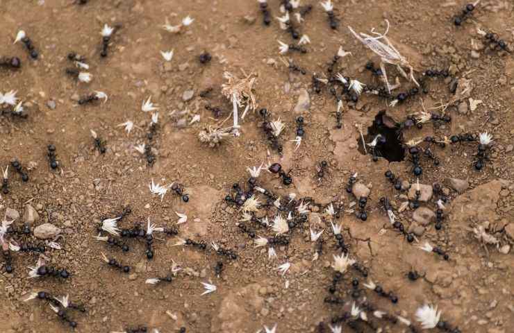 formiche legionarie habitat